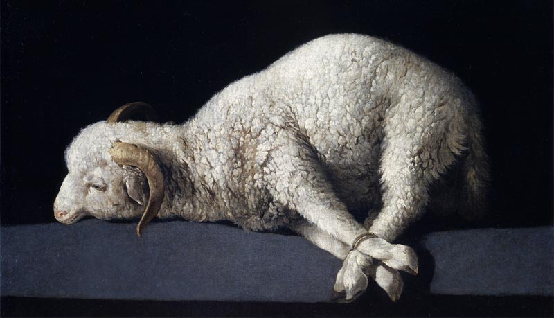 Passover Lamb